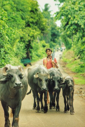Man with buffaloes walking on road against trees
