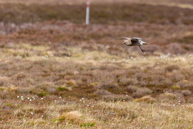 Eurasian curlew flying over scottish moorland