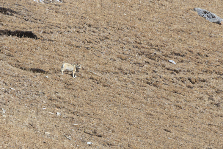 High angle view of wolf on field