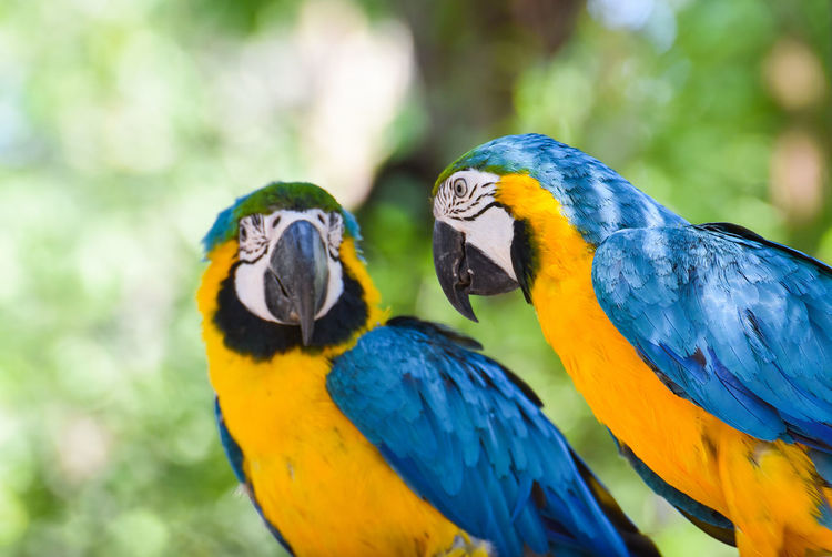 Close-up of parrots perching outdoors