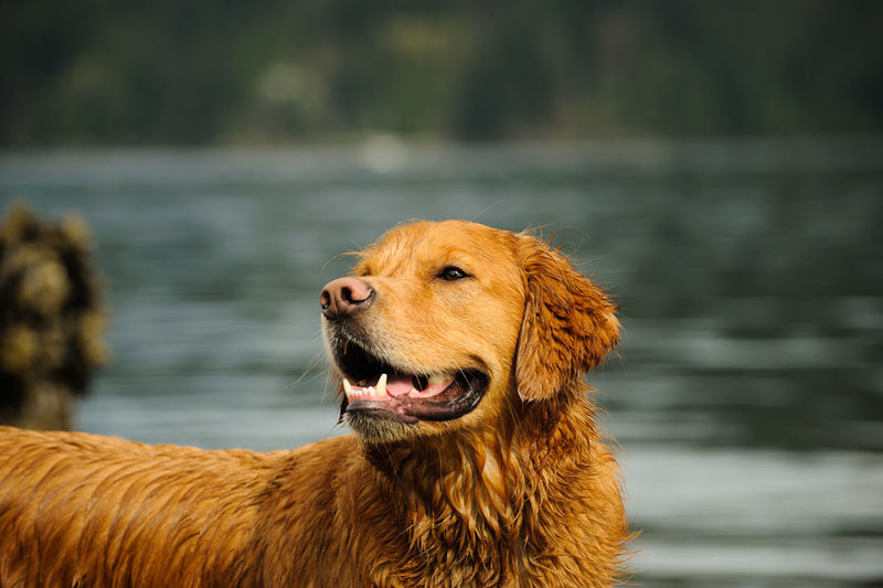 Close-up of golden retriever in water