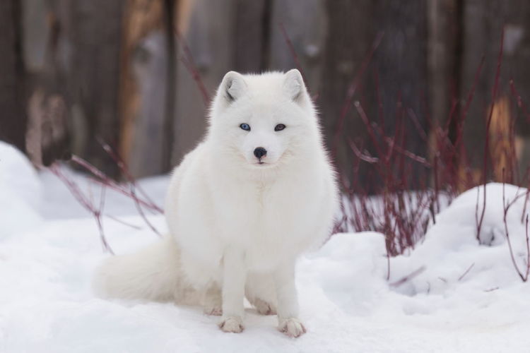 Beautiful young odd-eyed arctic fox in its white winter fur sitting in snow staring intently 