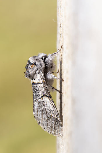 Poplar kitten moth (furcula bifida). night butterfly of the family notodontidae, resting on a wooden board. vertical format