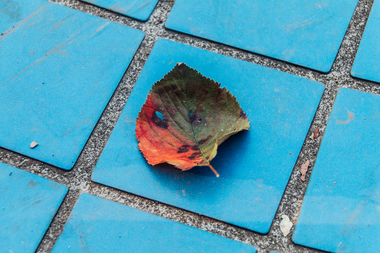 High angle view of fallen autumn leaf on blue footpath