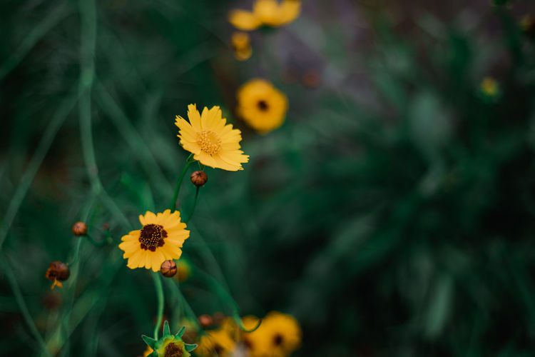 Close-up of butterfly pollinating on yellow flower