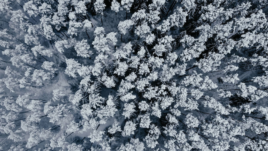 Full frame shot of frozen plant