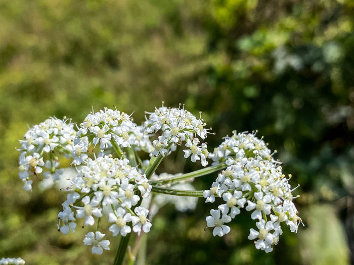 Close-up of white flowering plant