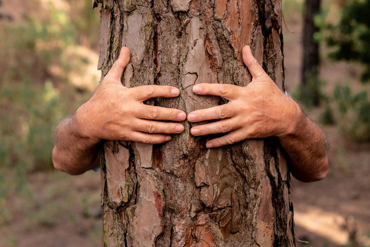 Cropped hands embracing tree at forest