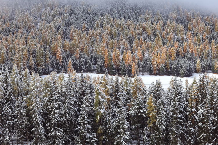 Pine trees in forest during winter