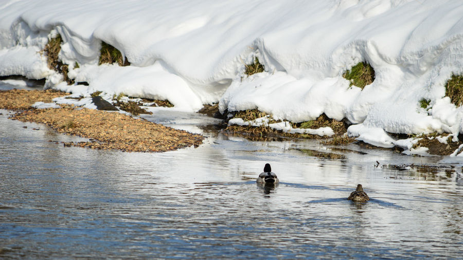 Ducks overwintering