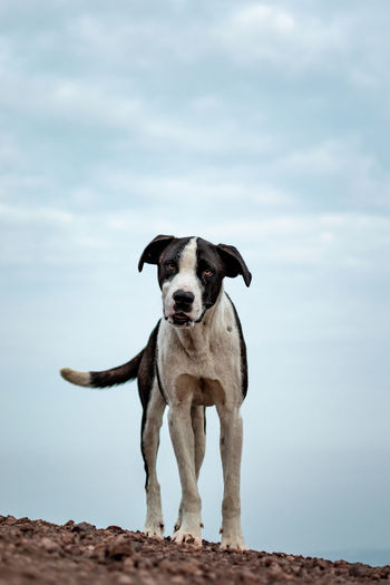 Portrait of dog standing against sky
