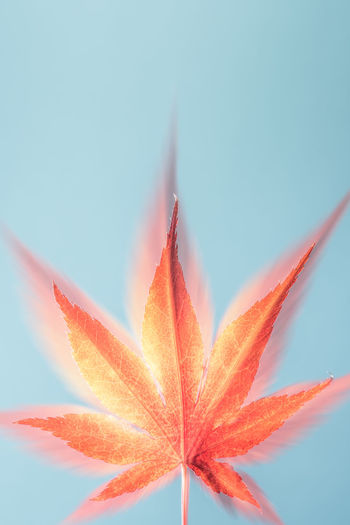 Close-up of maple leaves on plant against sky