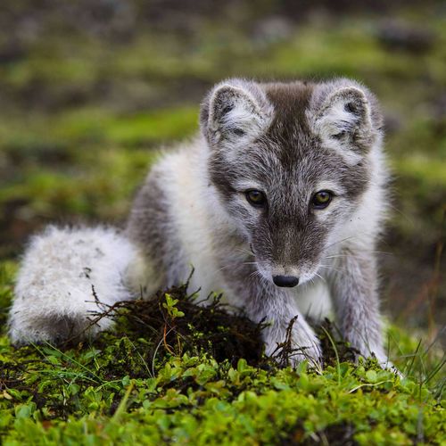 Portrait of arctic fox puppy on field