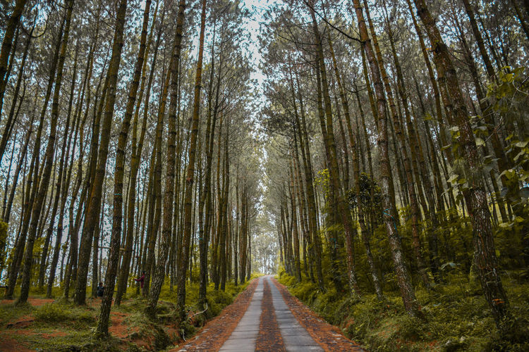 Dirt road amidst trees in forest against sky