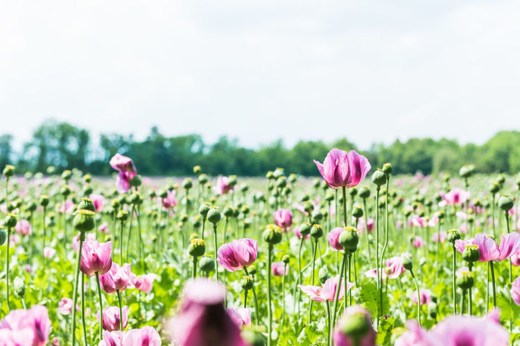 Close-up of flowers blooming on field against sky