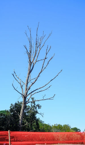 Bare tree on field against clear blue sky