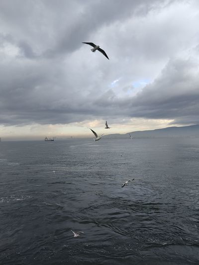 Seagulls flying over sea