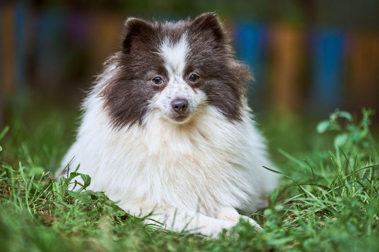 Pomeranian spitz dog in garden. cute pomeranian puppy on walk, spitz pom dog, green grass background