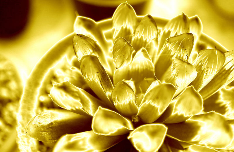Close-up of succulent plant