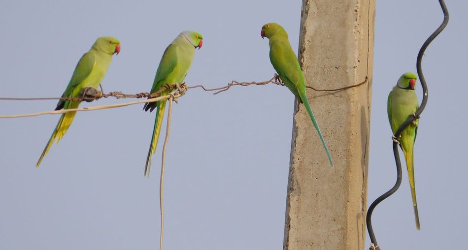 Rose-ringed parakeets perching on cable against sky