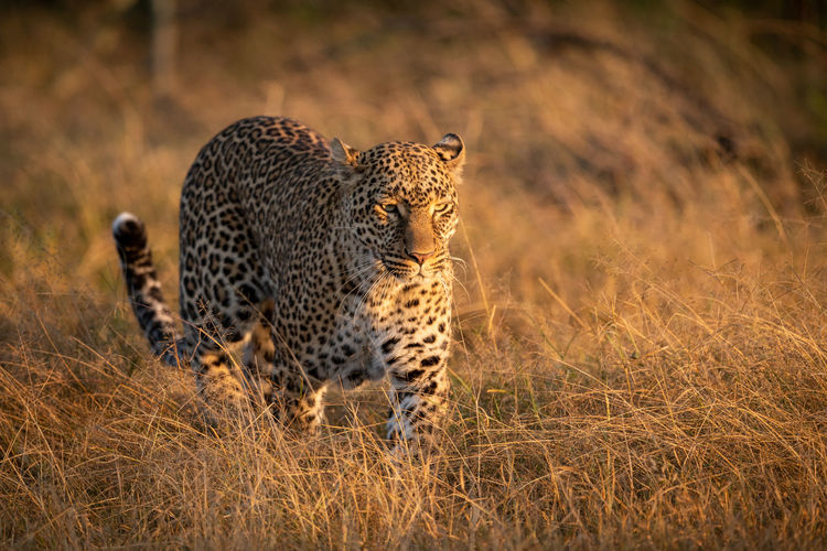 Leopard walking in long grass at dawn