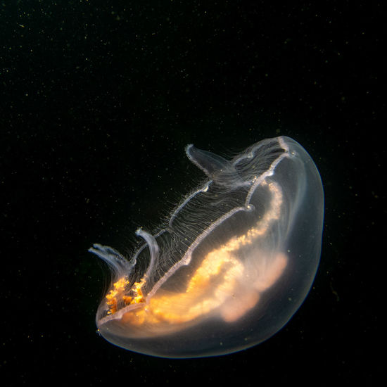 CLOSE-UP OF JELLYFISH UNDERWATER