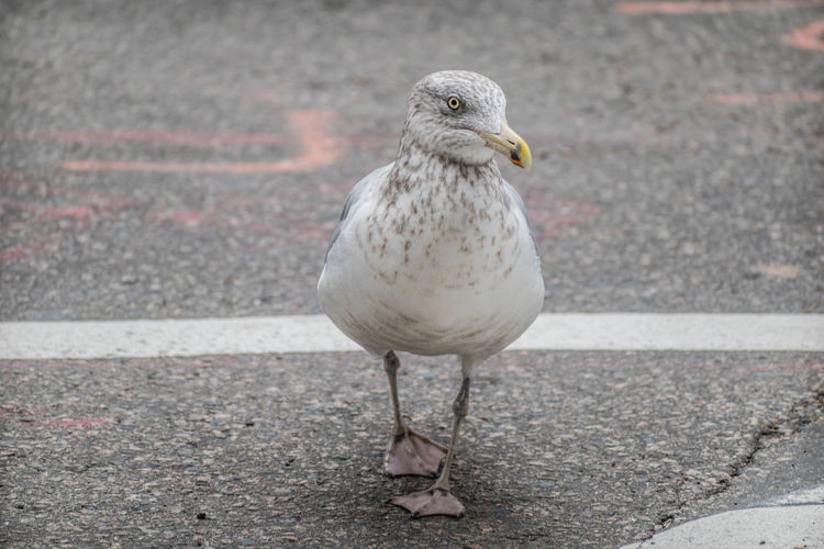 Close-up of seagull perching on road