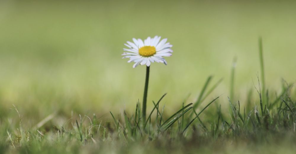 Close-up of white daisy on field