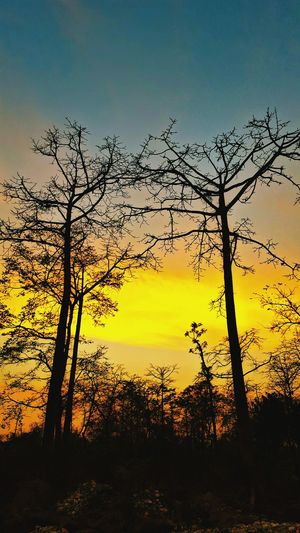 Bare trees at sunset