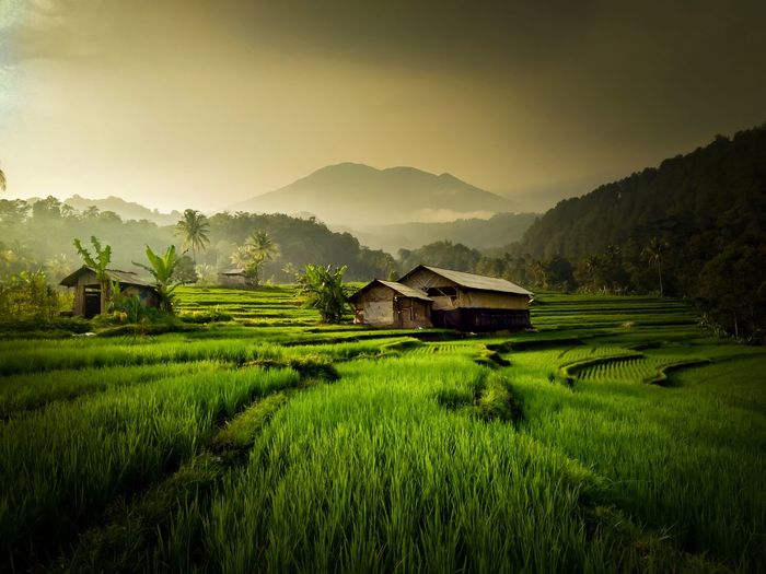 Dramatic views of rice fields and buildings in the middle of rice fields
