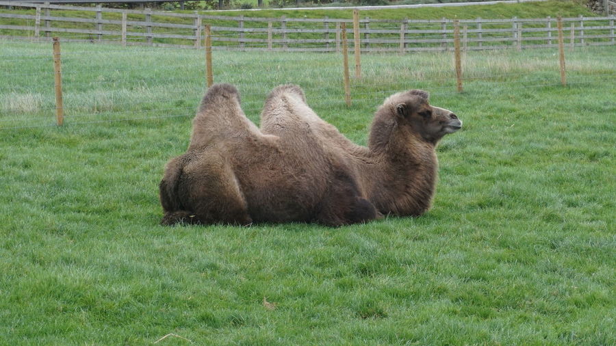 Bactrian camel sitting on field