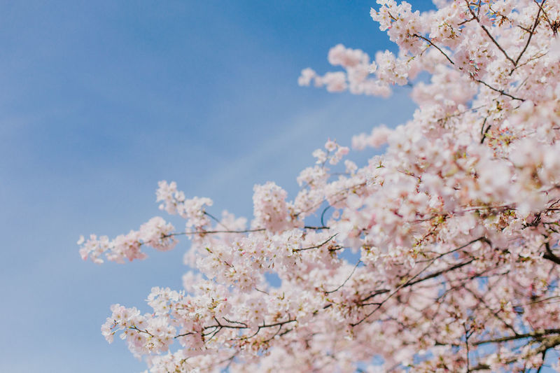 Low angle view of apple blossoms in spring