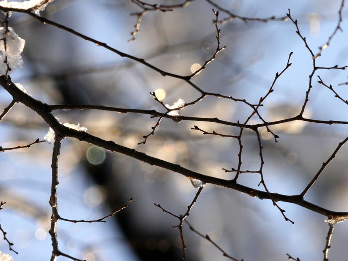 Close-up of branches against sky
