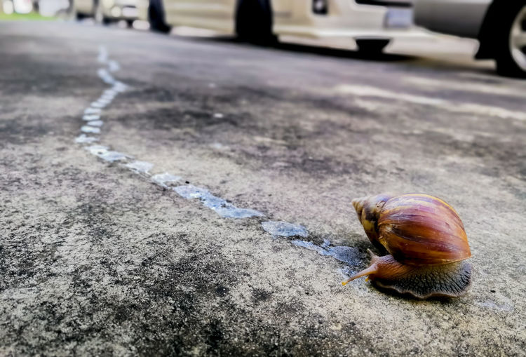 Close-up of snail on street