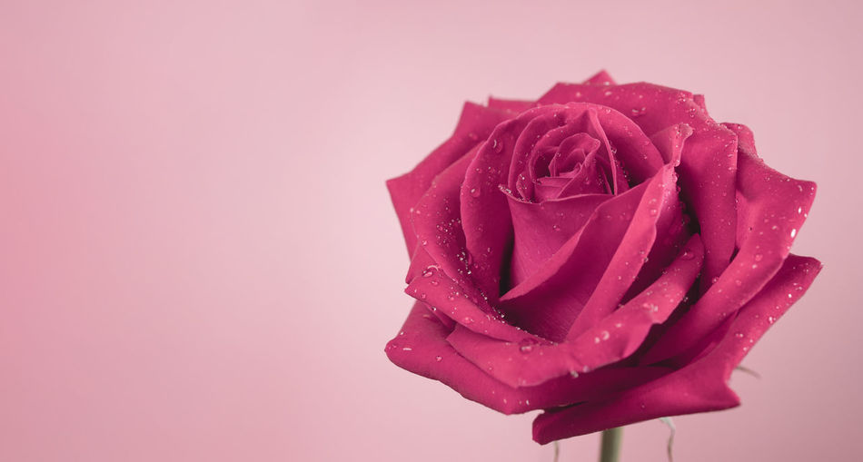Close-up of wet rose against pink background