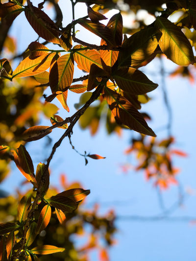 Low angle view of autumnal leaves against sky