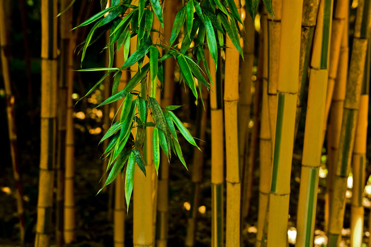 Close-up of bamboo plant