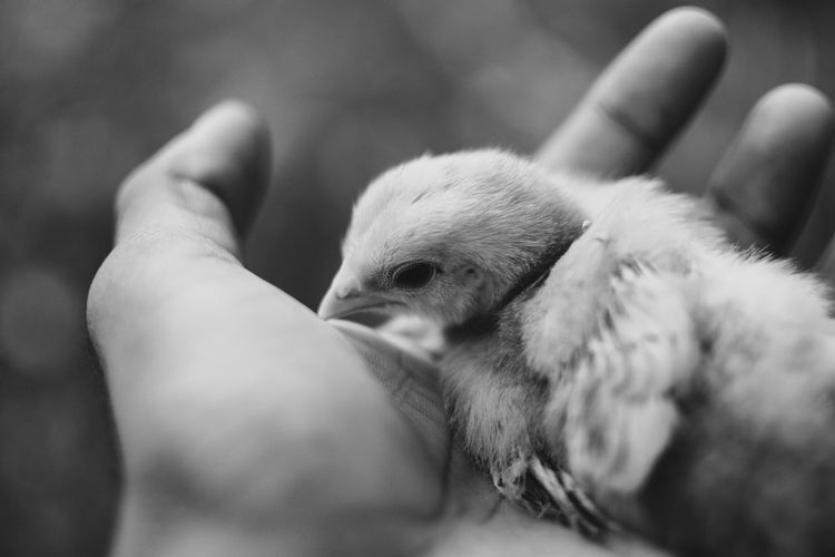 Close-up of baby hand holding bird