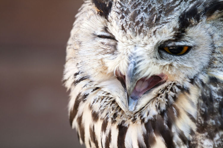 Close-up of the head of a funny owl blinking