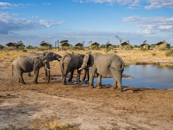 Group of african elephant on landscape in front of safari tents against sky, botswana, africa