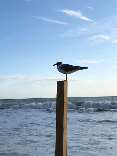 Bird perching on sea against sky
