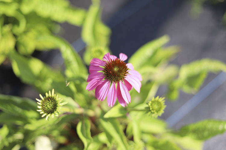 Pink echinacea flower in bloom with leaves
