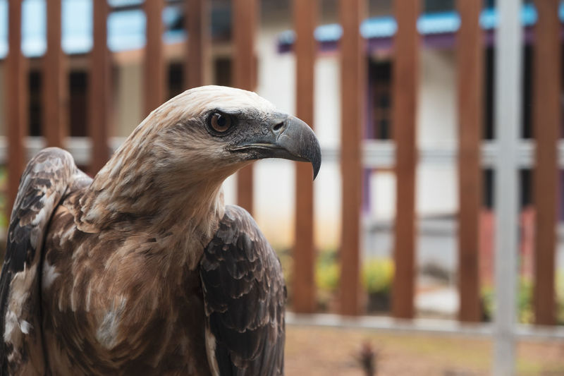 Close-up of a bird looking away
