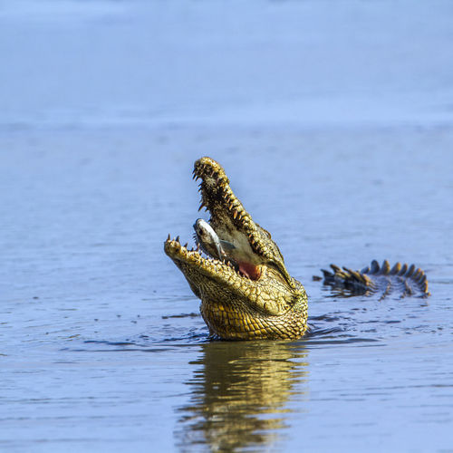 Close-up of crocodile feeding on fish in sea