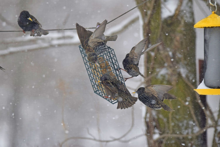 Flock of birds on snow covered landscape