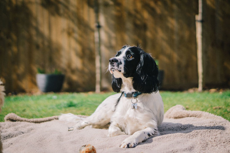 Dog sitting on field