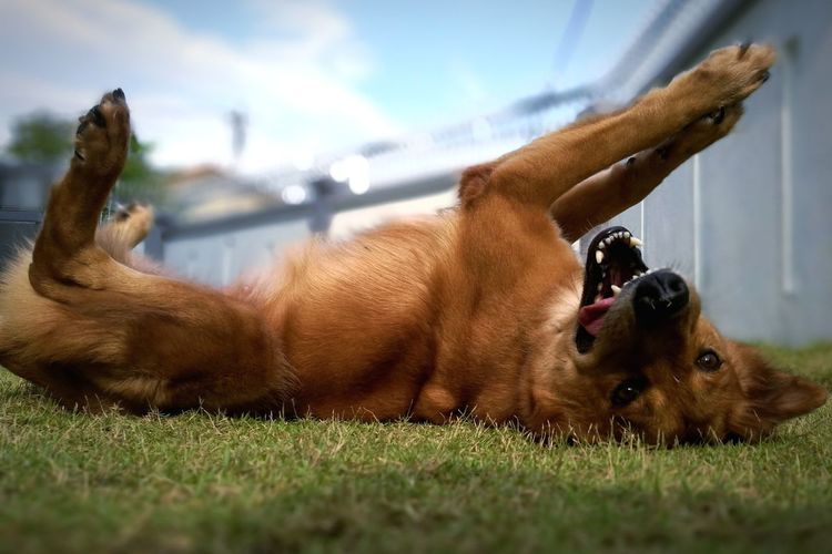 Playful dog lying in yard