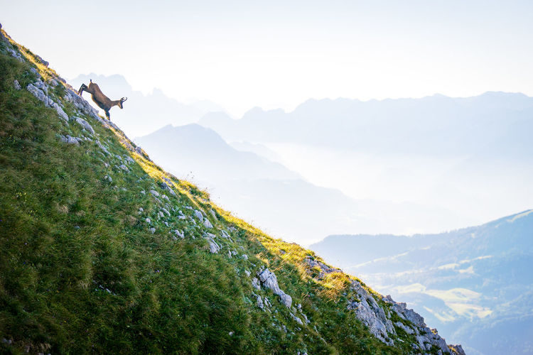 A chamois enjoying freedom on mount untersberg in salzburg, austria.