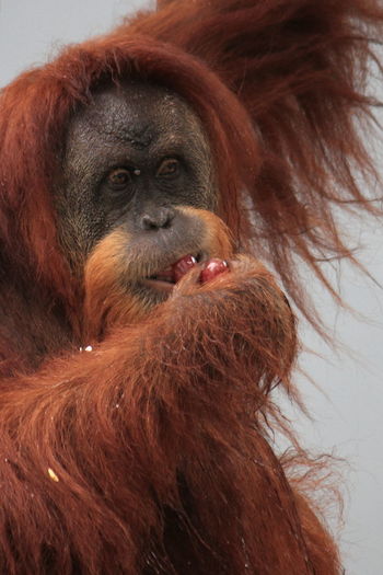 Portrait of a orang utan