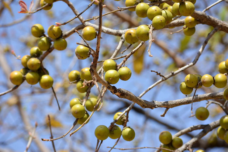 Indian ebony or tendu fruit. tendu is a seasonal fruit available mainly in summer